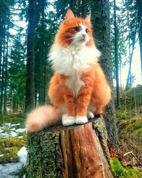 Twitter Cats Cats Maine Coon Forest Cat