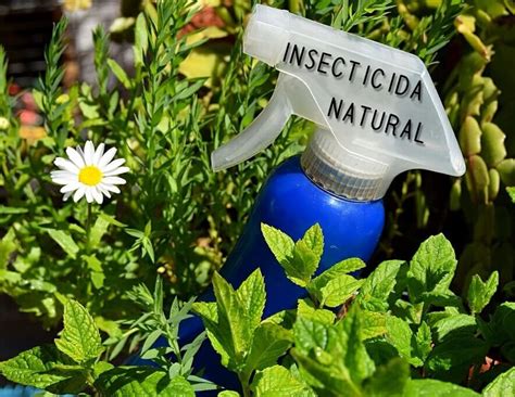 Insecticida Natural De Ajo Trucosnaturales Com