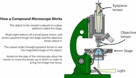 Microscope Wiring Diagram