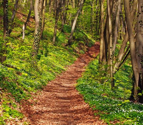 Forest Footpath In Green Deciduous Woods Among The Trees Freshness Of