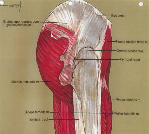 Gluteal Aponeurosis Gluteus Medius Muscle Gluteus Max Open I