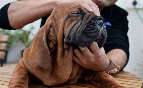 A Man Pays ₹ 2 Crores For Korean Mastiff Puppies Dogexpress