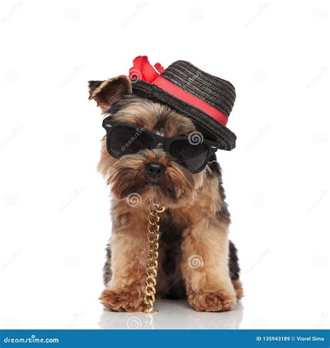 Gentleman Yorkie Terrier Wearing Sunglasses And Collar Standing Stock