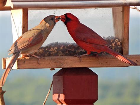 Do Cardinal Birds Mate For Life Birdwatching Buzz Unianimal