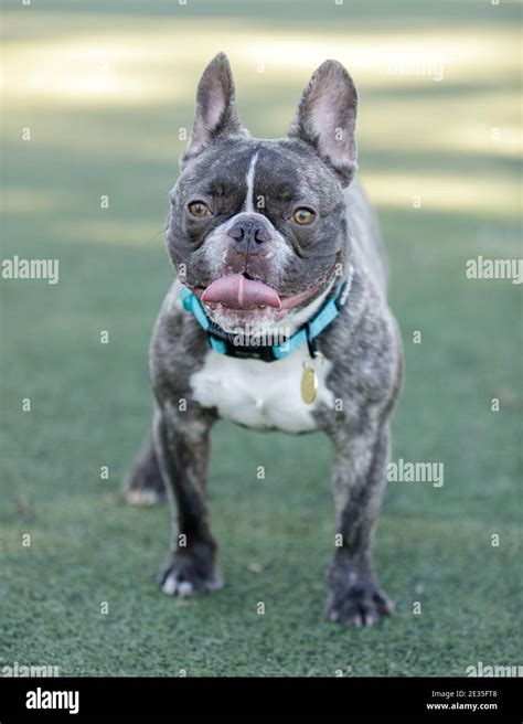 1 Year Old French Bulldog Chocolate Brindle With White Patch Male