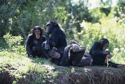 11 Surprising Facts About Chimpanzees