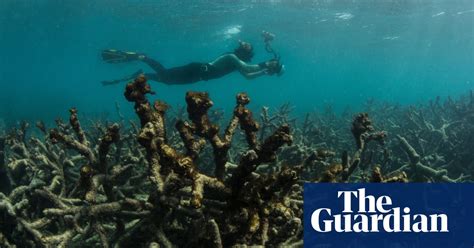 morning mail scientists stunned by reef s coral die off the guardian
