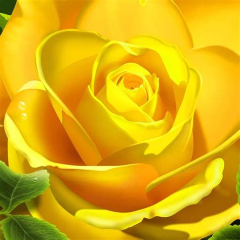 اجمل بوكيهات ورد طبيعي احمر 2021 . ورد اصفر طبيعي جميل - صور ورد وزهور Rose Flower images