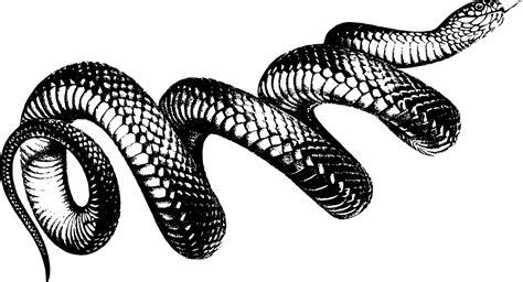 Snake Line Drawing at PaintingValley.com | Explore collection of Snake