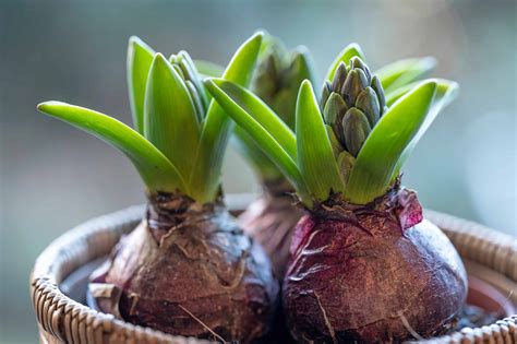 Flower Bulbs How To Plant Care For And Grow Beautiful Blooms