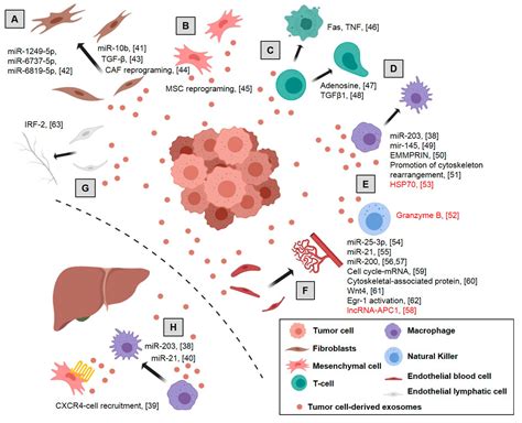 The Liquid Biopsy A Snapshot Of The Tumor Microenvironment In