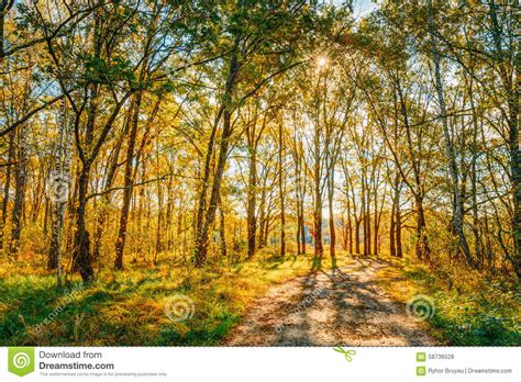 Sunny Day In Autumn Sunny Forest Trees Green Stock Photo Image Of