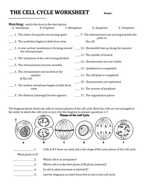 Cell Cycle And Cell Division Worksheet