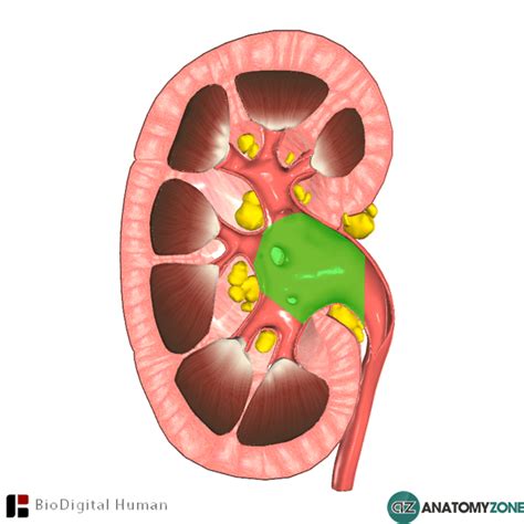 Learn more about the renal pelvis in this article. Renal Pelvis • Urinary • AnatomyZone