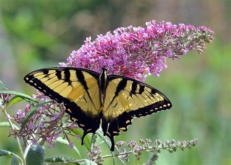 Red flowering yarrows will attract butterflies and produce large clusters of flowers. 17 Blooming Bushes That Attract Butterflies | Birds and Blooms