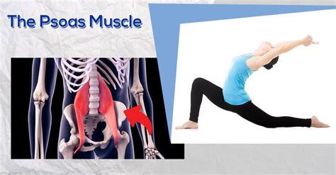 The Psoas Muscle Easyflexibility