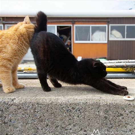Kucing Imut On Instagram “kasih Testimoni Nya Dong Mpussss Kuning 😁😁😁