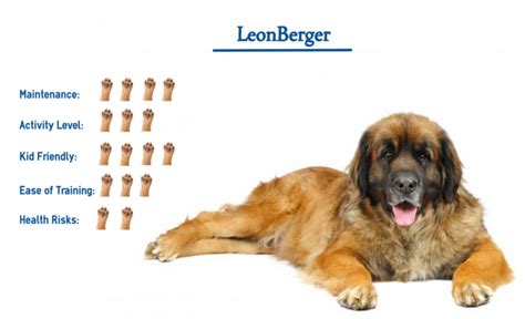Leonberger Dog Breed Everything You Need To Know At A Glance