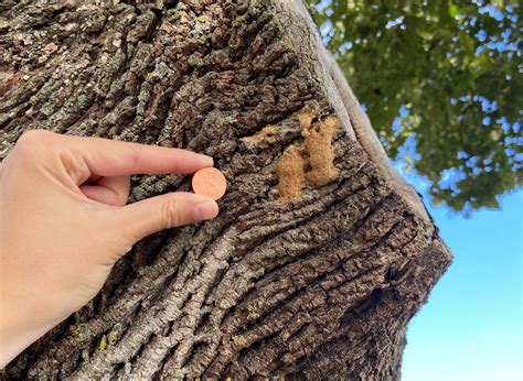 Make Your 2023 Spongy Moth Treatment Plans Early