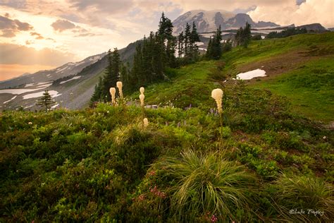 Trip Reports Mt Rainier National Park Luke Tingley Photography Blog