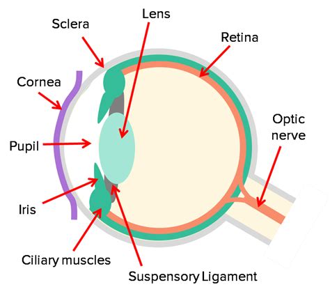 The Eyes Questions And Revision Mme