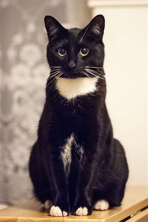 356 Best Tuxedo Cats Images On Pinterest Kitty Cats