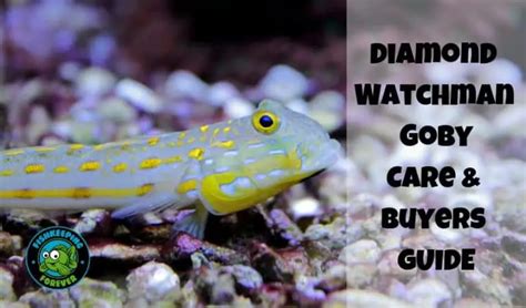 Diamond Watchman Goby Size Diet Breeding Fishkeeping Forever