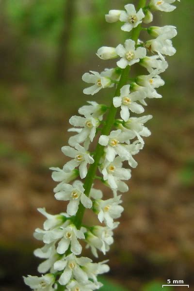 Galax Urceolata Beetlewood Galax Wand Flower North Carolina