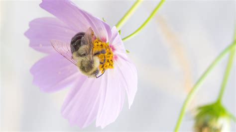 Wanna Bee Pollinator Gardener