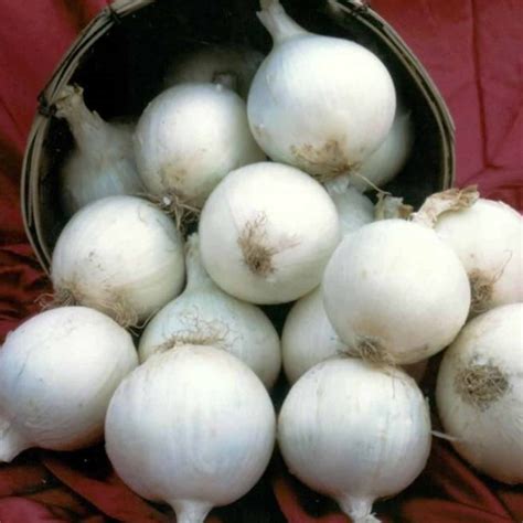 White Sweet Spanish Onion Garden Seeds 1 Oz Non Gmo Heirloom