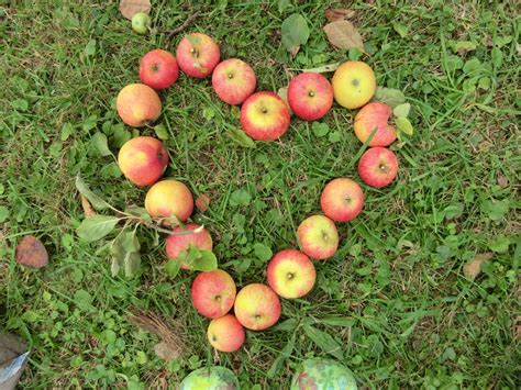รูปภาพ แอปเปิ้ล ต้นไม้ หญ้า ปลูก ผลไม้ ดอกไม้ หัวใจ อาหาร