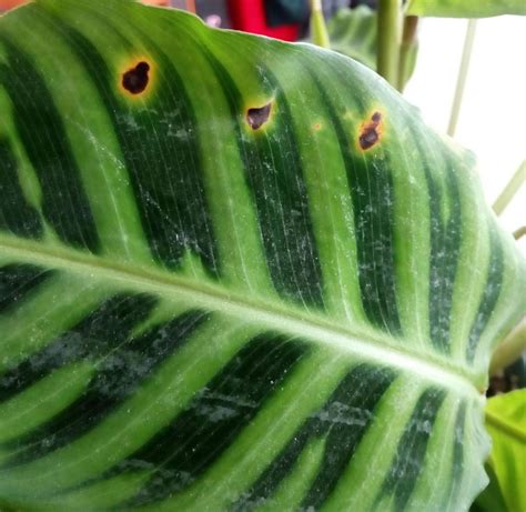 Brown Spots On Calathea Plant Leaves