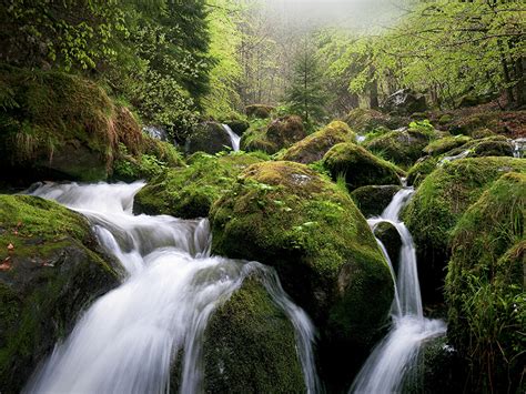 Photos Nature Forests Moss Stone Rivers