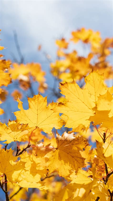 Download Wallpaper 1350x2400 Leaves Yellow Dry Autumn Maple Iphone