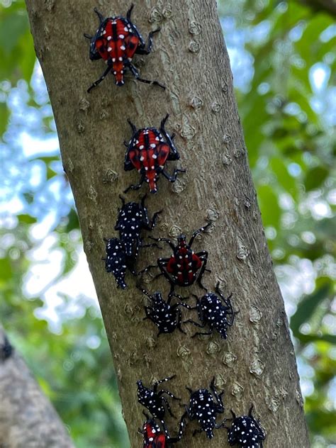 Spotted Lanternfly | Green Pest Solutions