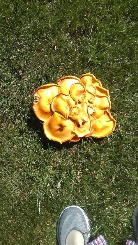 What Is This Bright Yellow Mushroom Cluster Found In Illinois R