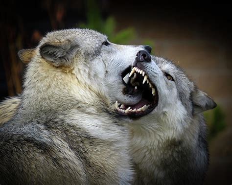 Wolf Fight Photograph By Thanks Steve Mckinzie Pixels