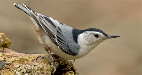 Photos And Videos For White Breasted Nuthatch All About Birds Cornell