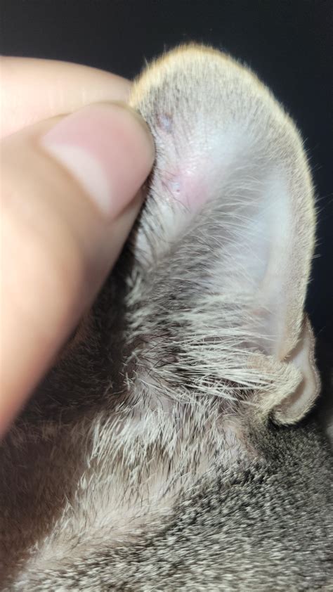 I Found Some Little Black Bumps On My Cats Ear Today He Doesnt React