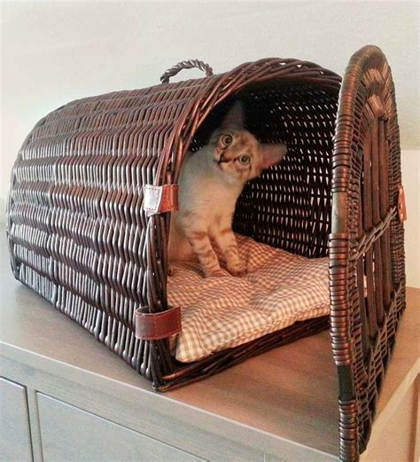 Wicker Cat Carrierpet Bed Cat Accessories Cat Carrier Pet Beds