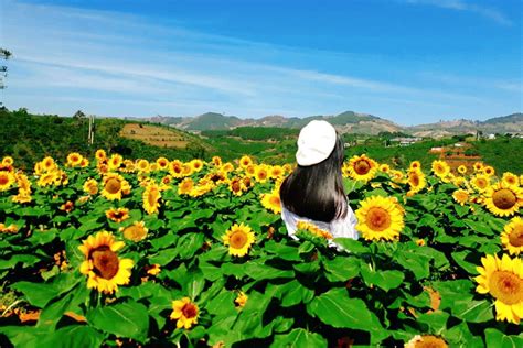 Các bảng hay nhất của tuyet duong ngoc. review-canh-dong-hoa-huong-duong-tuyet-dep-tai-da-lat-4 ...