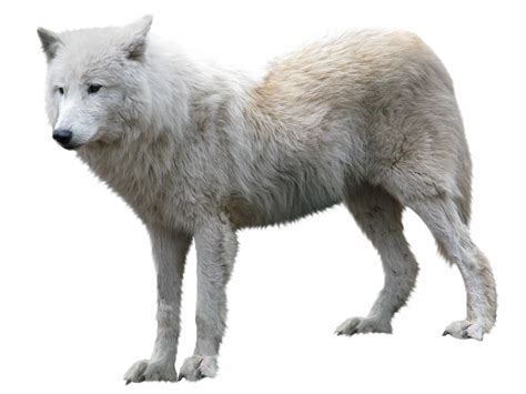 We did not find results for: Wolf PNG
