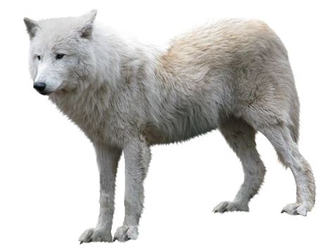 Pngkit selects 953 hd wolf png images for free download. Wolf PNG