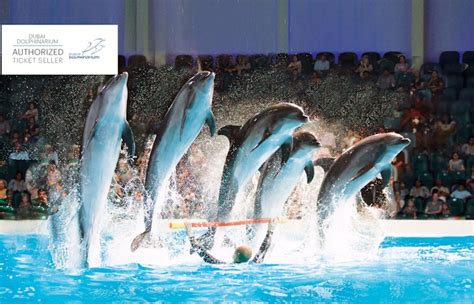 Dubai Dolphinarium Tickets Bird Dolphin And Seal Show