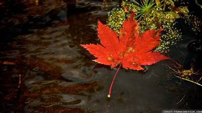Leaf Autumn Frankenstein Crazy Wallpapers Water Floating