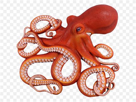 Giant Pacific Octopus Clip Art Fishing Drawing Png 620x620px Octopus