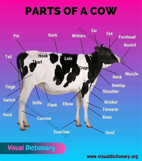 Cow Anatomy: 35 Different External Parts of a Cow (with Useful Picture