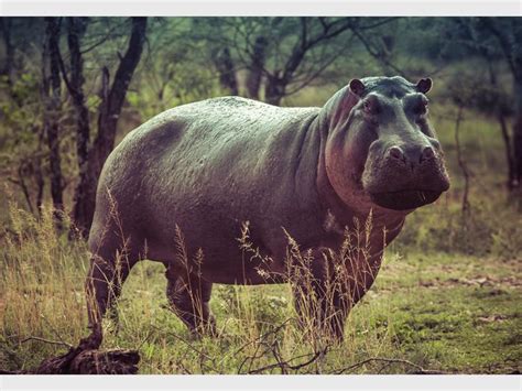 The Most Dangerous Animals In South Africa Comaro Chronicle