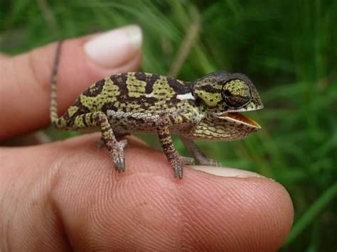 Has Anyone Ever Seen A Baby Chameleon Quora