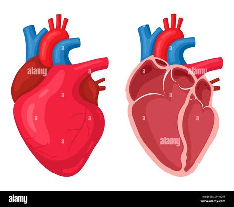 Corazón Humano Musculatura Anatómica Humanos Bombea órgano De Sangre